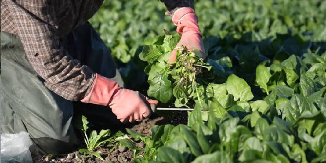 Verimli arazilerde hasat sezonu başladı! Emeğin karşılığı bereketli oluyor, 3 bin tondan fazla rekolte bekleniyor 5
